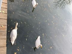 -长白岛森林公园