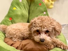 -有喵·猫咖·狗咖·40+猫狗有小奶狗(岗厦店)