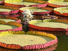 -国家植物园南园