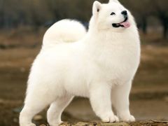 -尊品牛排(中大国际店)