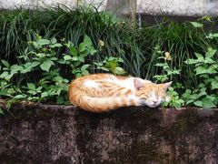 -潜口民宅博物馆