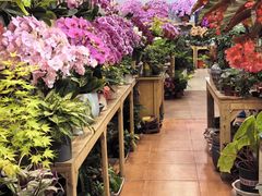 -双季花艺园艺市场(浦东店)
