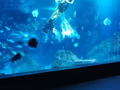 -锦艺城海洋馆