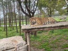 -上海野生动物园