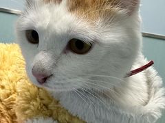 -纳吉亚猫专科动物诊疗中心(蒋宅口分院)