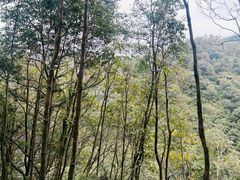 -九鲤湖风景区