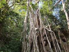 -中国科学院西双版纳热带植物园