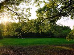 -上海共青森林公园