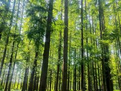 -黄海国家森林公园