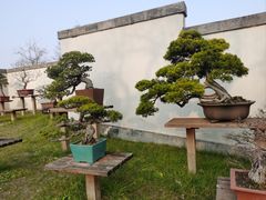 -扬州大运河文化旅游度假区·盆景园