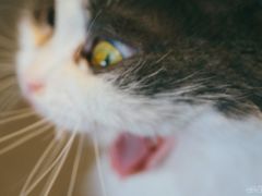 -飞行喵MR PILOT|猫舍·猫咖(静安大融城店)
