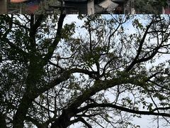 -中国观音故里广德景区