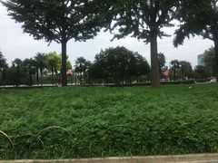 -大宁郁金香公园-停车场