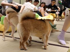 -逗柴咖啡屋·狗咖猫咖宠物桌游