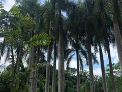 -中国科学院西双版纳热带植物园