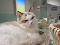 -怪兽屋·羊驼·猫咖·狗咖(俊华广场店)