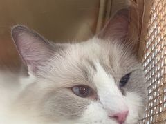 -天使宠物医院·犬猫分诊(彩虹店)