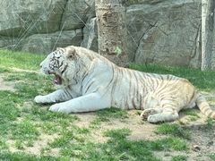 -北京野生动物园