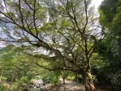 -广州市石门国家森林公园