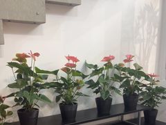 -FEI FEI FLOWER鲜花店·气球派对·宝宝宴布置(虹口德必运动Loft店)