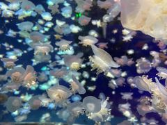 -太平洋海底世界