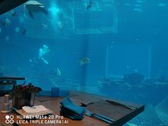 -海棠湾洲际-涛·海底餐厅·美人鱼·自助餐·海底隧道