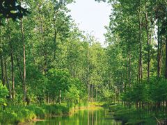 -合肥滨湖国家森林公园