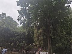-武侯墓风景区