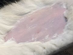 -御宝贝·A梦猫科宠物医院(国际猫友好医院)