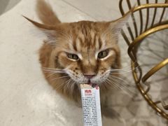 -藏猫猫咖啡主题馆(中央大道店)