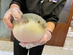 -肆月河豚·新淮扬(金融街店)
