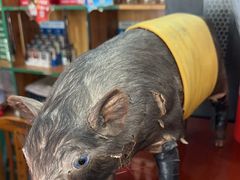 -香猪美食(中心店)