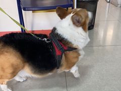 -瑞派福兴宠物医院犬猫全科·骨科·中西医结合(河东店)