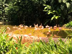 景点-新加坡飞禽公园