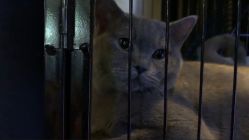 -飛凡TATTOO纹身•原创