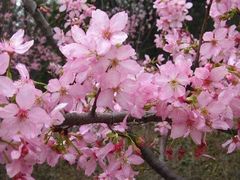 -天适樱花悠乐园