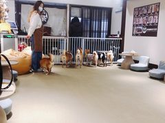 -逗柴咖啡屋·狗咖猫咖宠物桌游