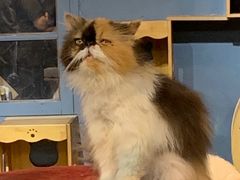 -more than meow吴止猫主题餐厅(承德 中船汇店)