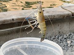 -DGE季风钓虾营地·团建·聚会