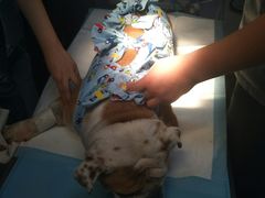 -达爱动物医院·犬猫分区·CT·复杂眼科(远洋山水分院)