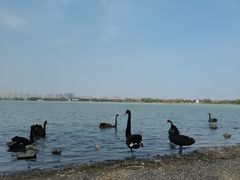 -西山漾湿地公园