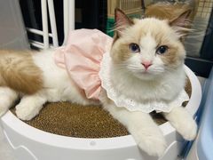 -lincat·猫舍(广州店)