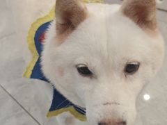 -柴犬小屋·柴餐厅·狗咖食堂(金鼎广场店)