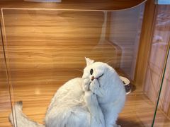 -猫十亿·布偶金渐层·曼基康矮脚猫舍(青年路店)