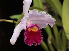 -国家植物园南园