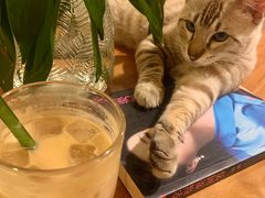 -Cappucimeow猫咪咖啡馆(韦伯时代店)