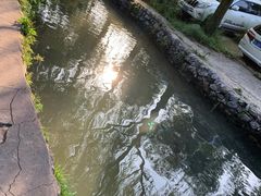 -可心烤鱼
