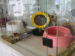 -糯米喵星人总部直营旗舰店·猫舍·幼猫出售