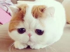 -观桥阁(锦溪店)