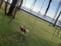 -野狸岛